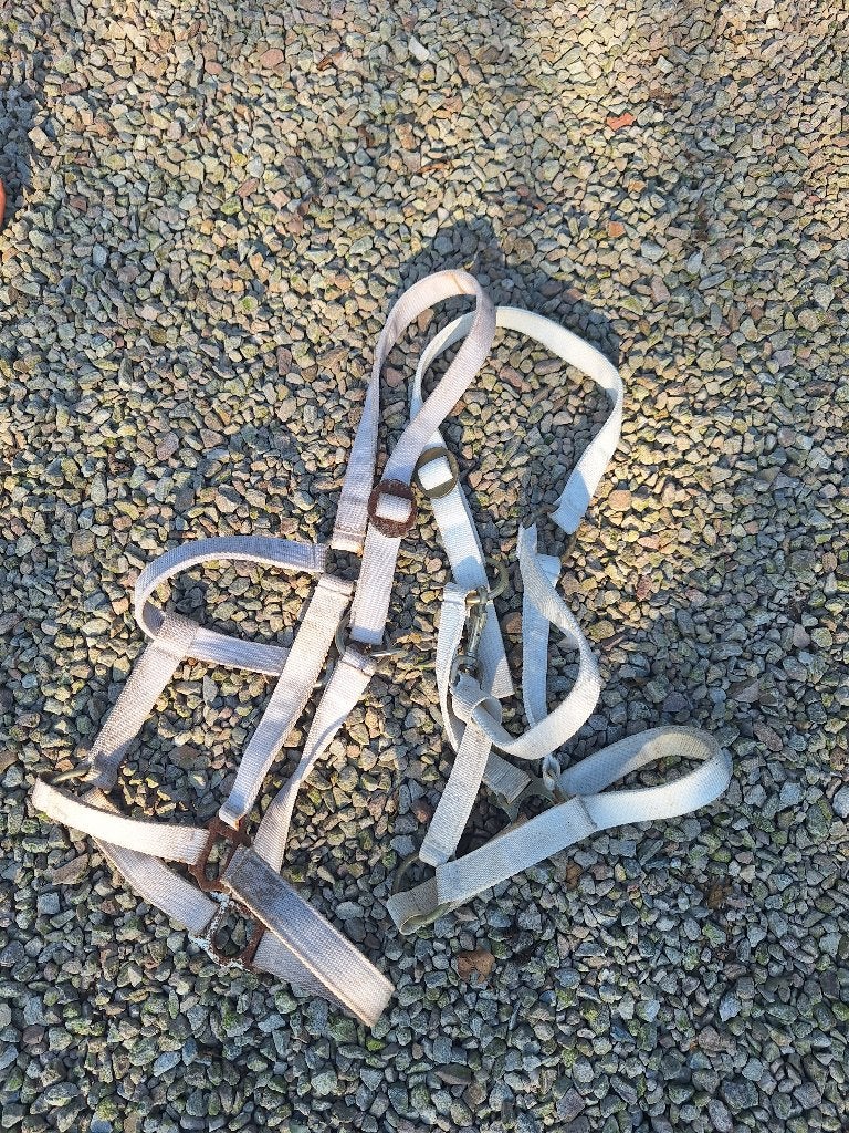 Meerdere witte halsters (voor fries paard en veulen), Dieren en Toebehoren, Ophalen, Gebruikt, Wit, Halster