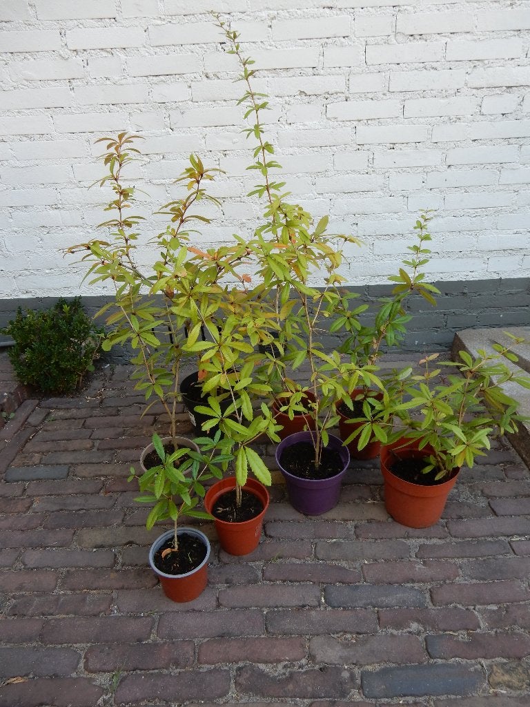 MOOIE BERBERIS, Tuin en Terras, Ophalen, Vaste plant, Overige soorten, Volle zon