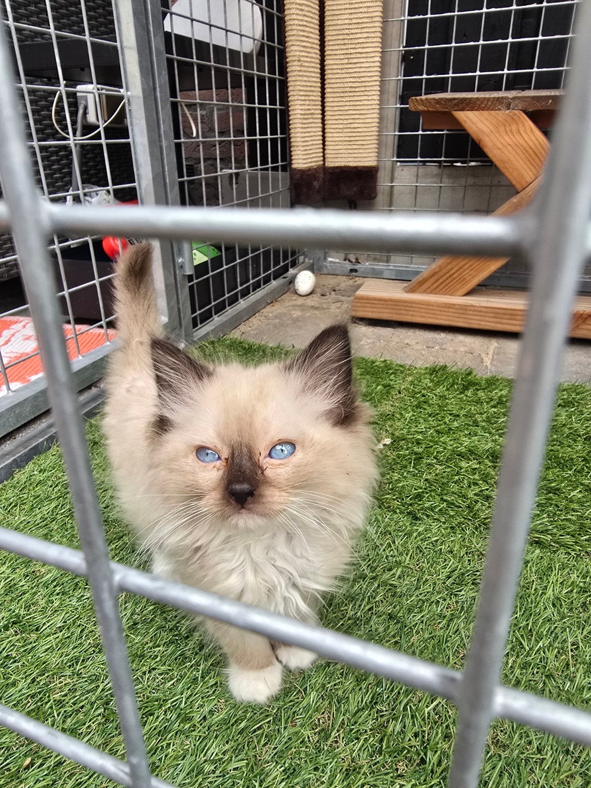 Ragdoll kittens, mogen nu verhuizen, Meerdere dieren, Gechipt