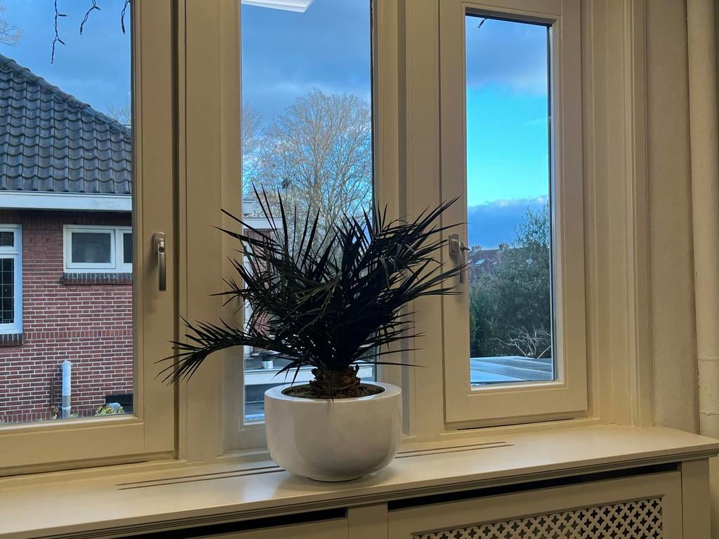 2 Mummiplanten in witte potten - onderhoudsvrij, Ophalen, Overige soorten, Halfschaduw, In pot