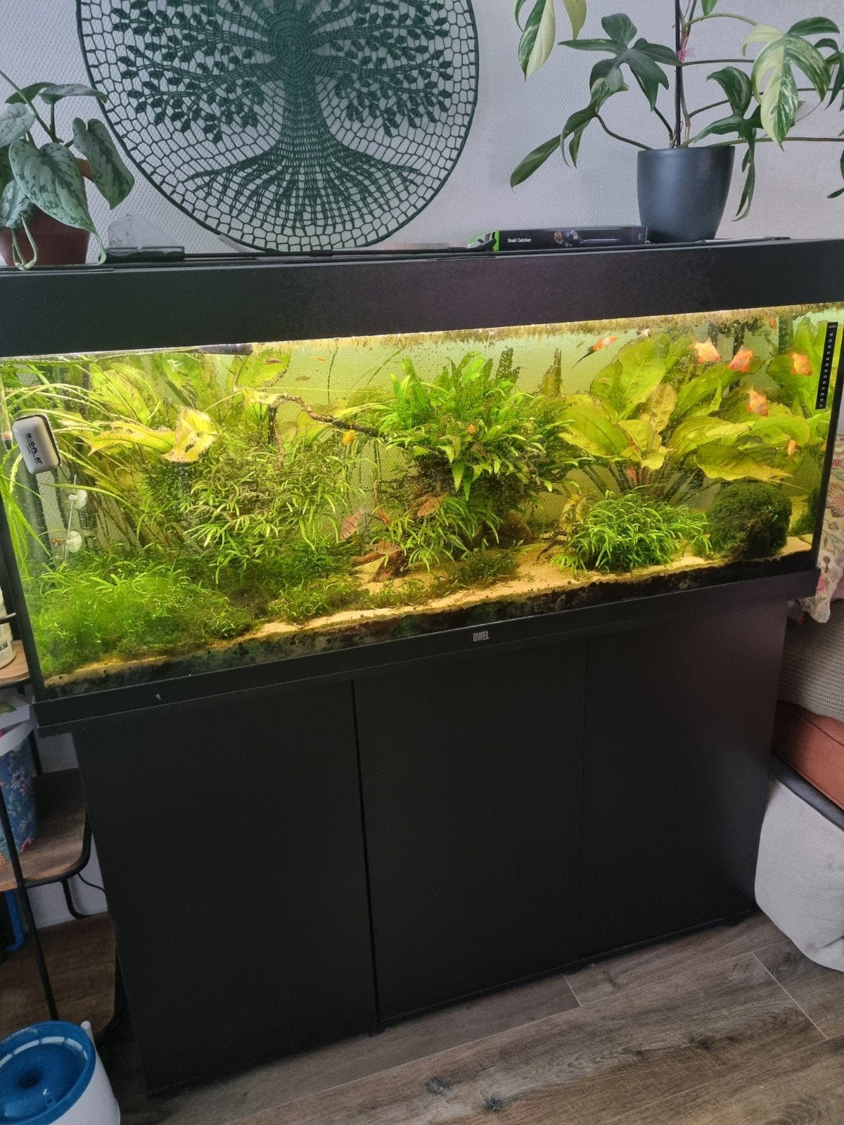 TEAB compleet juwel aquarium, Dieren en Toebehoren, Ophalen of Verzenden, Gevuld zoetwateraquarium