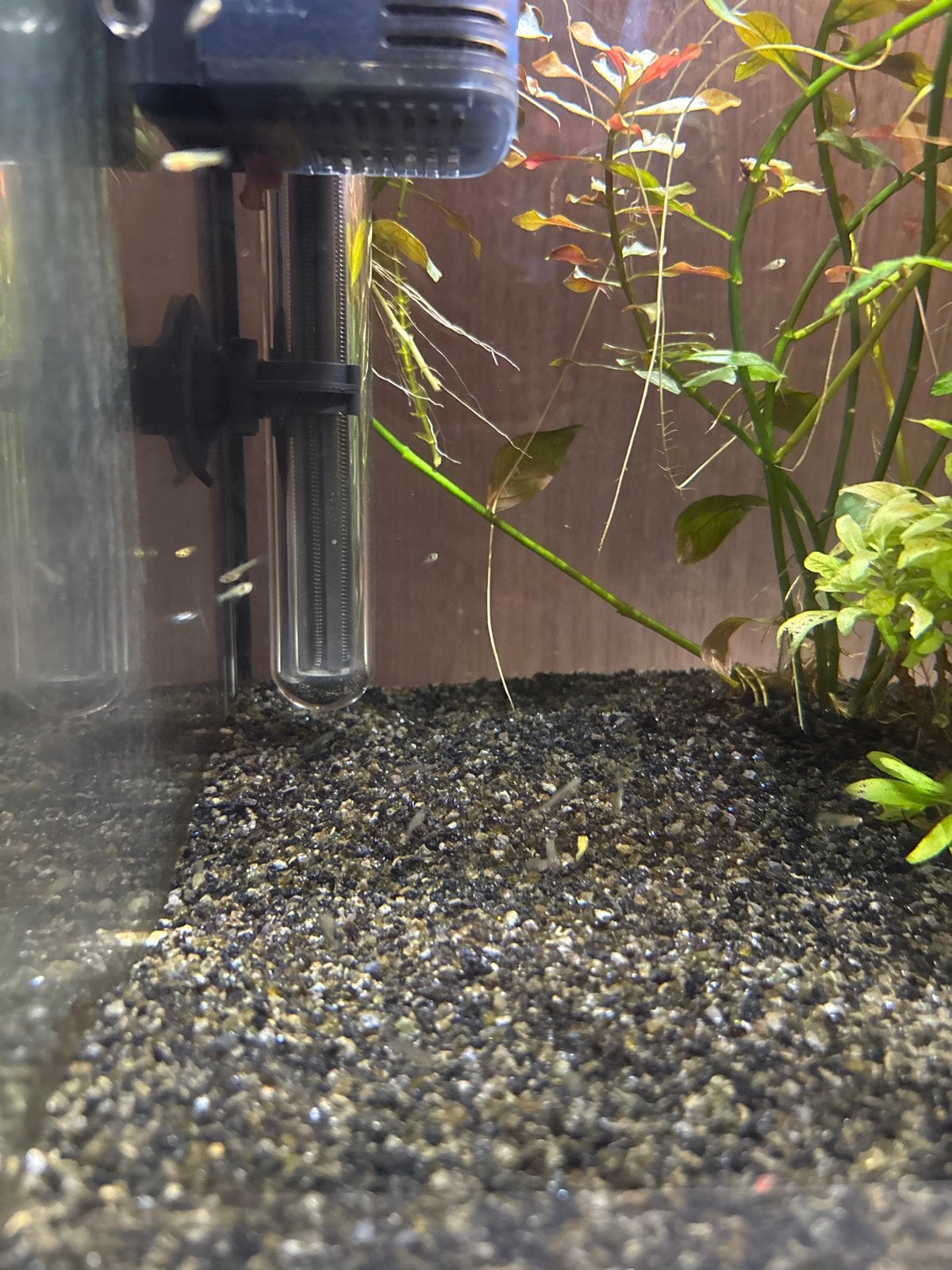 Gratis baby guppen en vrouwtjes guppen 3/4 maand oud, Dieren en Toebehoren, Vissen | Aquariumvissen, Vis