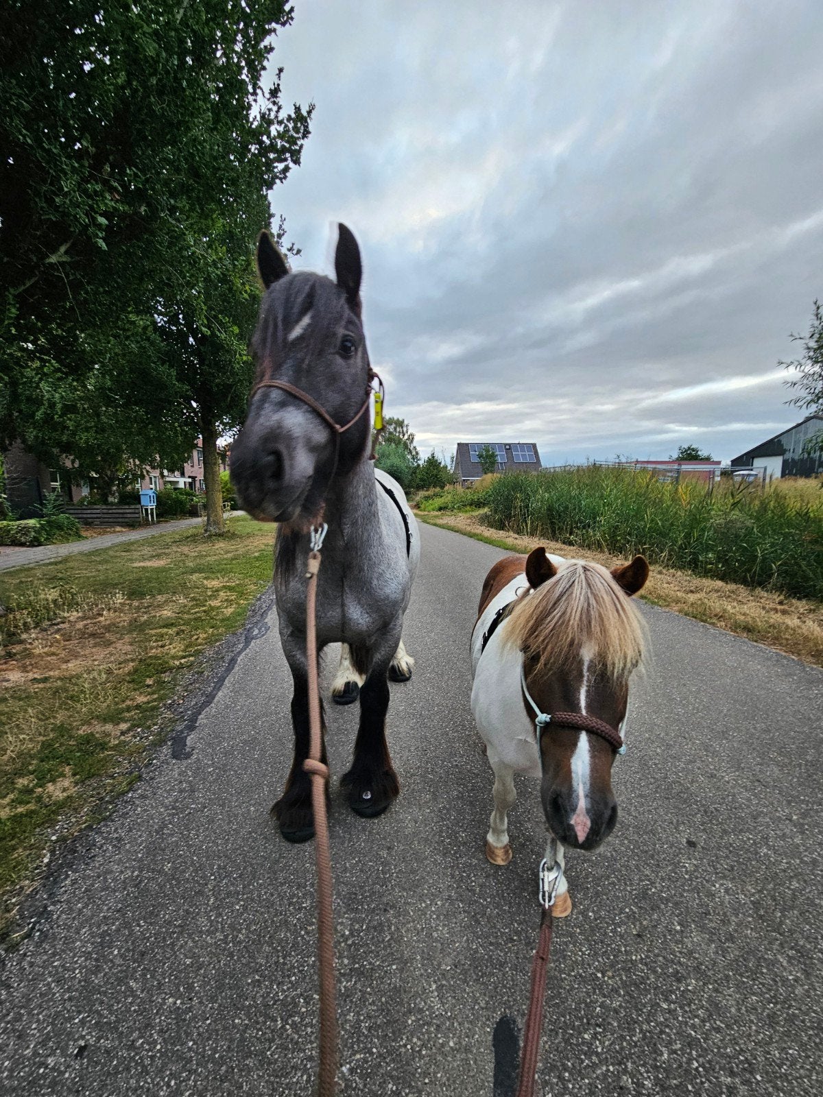 Pony's zoeken verzorgster / verzorgpaard aangeboden, Dieren en Toebehoren, Ophalen, Overige disciplines, Overige maten, Overige typen