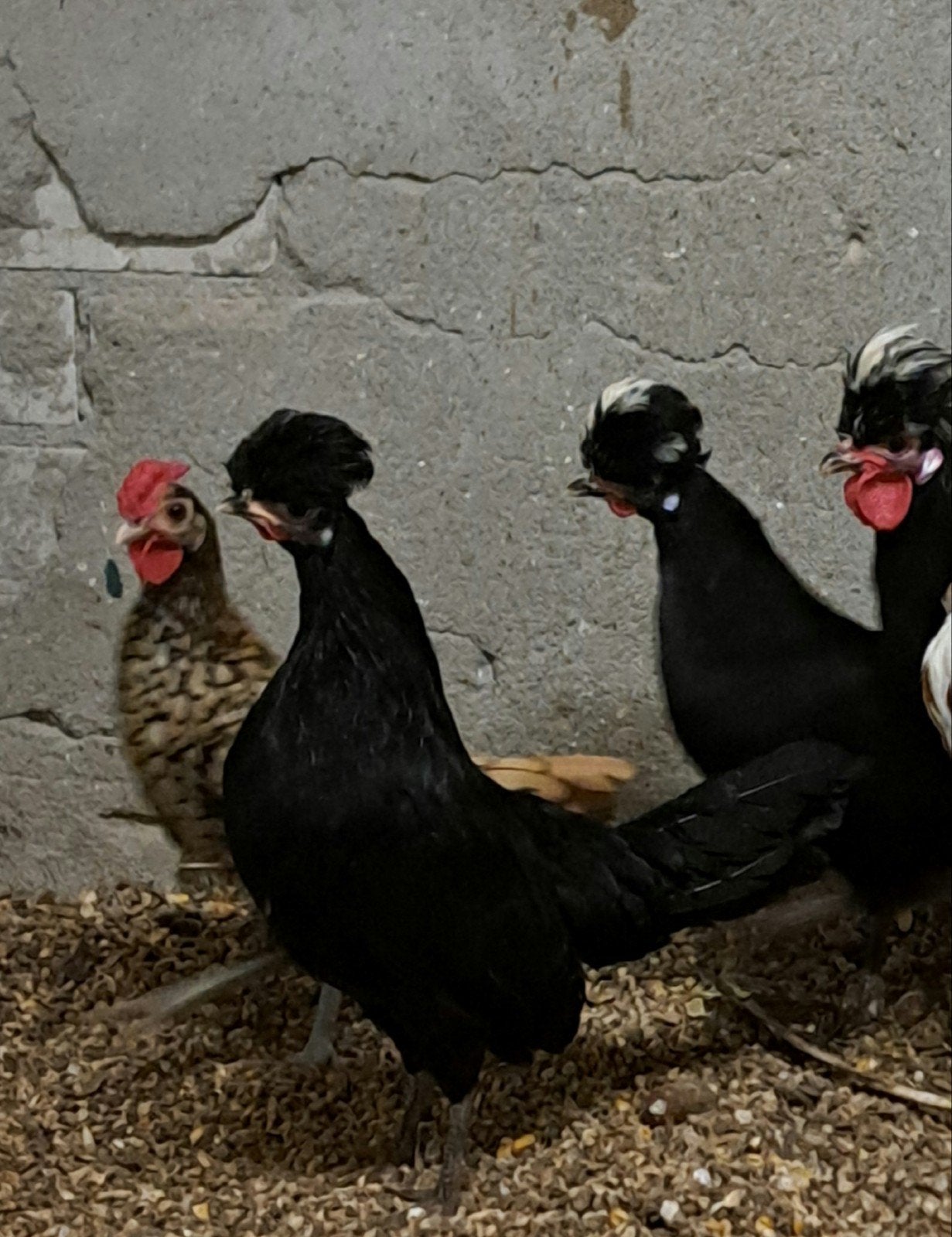 kuifhoender krielen, Meerdere dieren, Kip