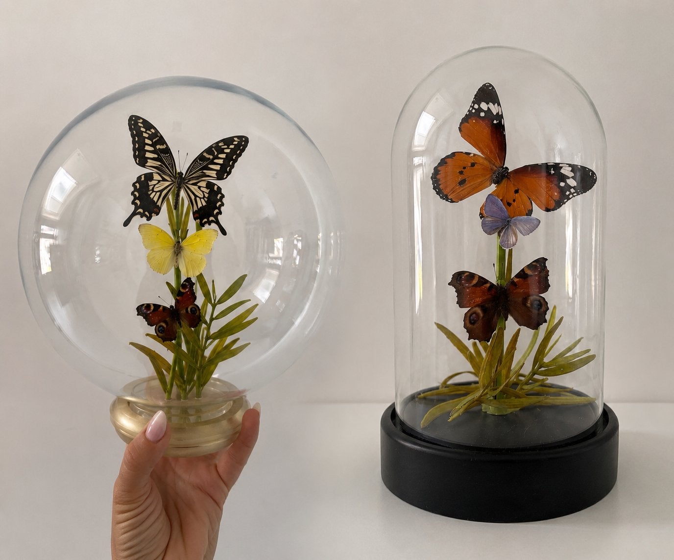 Opgezette vlinders in glazen stolp of pot, Verzamelen, Ophalen of Verzenden, Nieuw, Insect, Opgezet dier