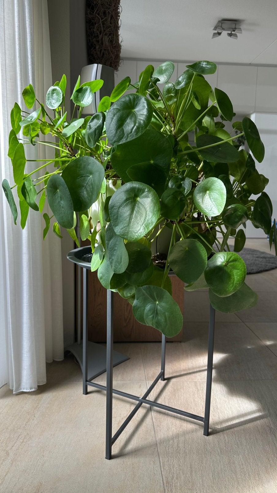 Pannenkoekplant met pot & bewateringssysteem - 60cm, Huis en Inrichting, Ophalen, Overige soorten, In pot