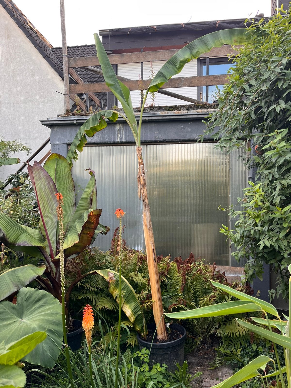 Musa helens hybrid, Tuin en Terras, Planten | Bomen, Overige soorten, Minder dan 100 cm, Zomer, Ophalen