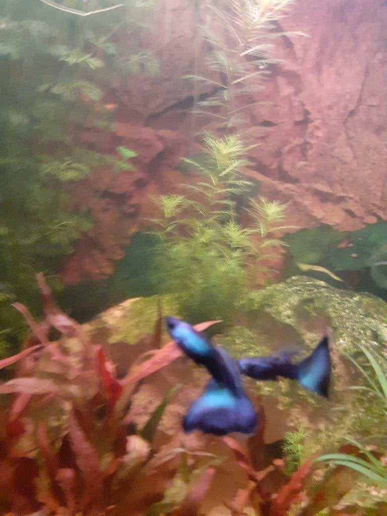 Guppen (Guppy) Blue Moscow, Vis, Zoetwatervis, Schoolvis