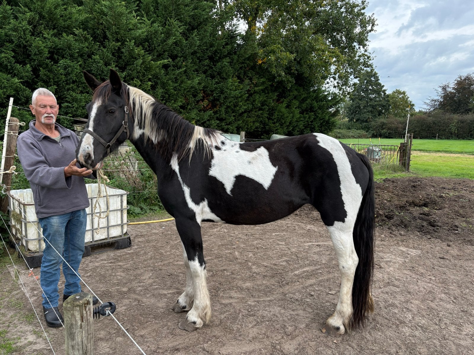 Te koop: bonte 6-jarige merrie en zwarte 11-jarige merrie, Merrie, Onbeleerd, Recreatiepaard