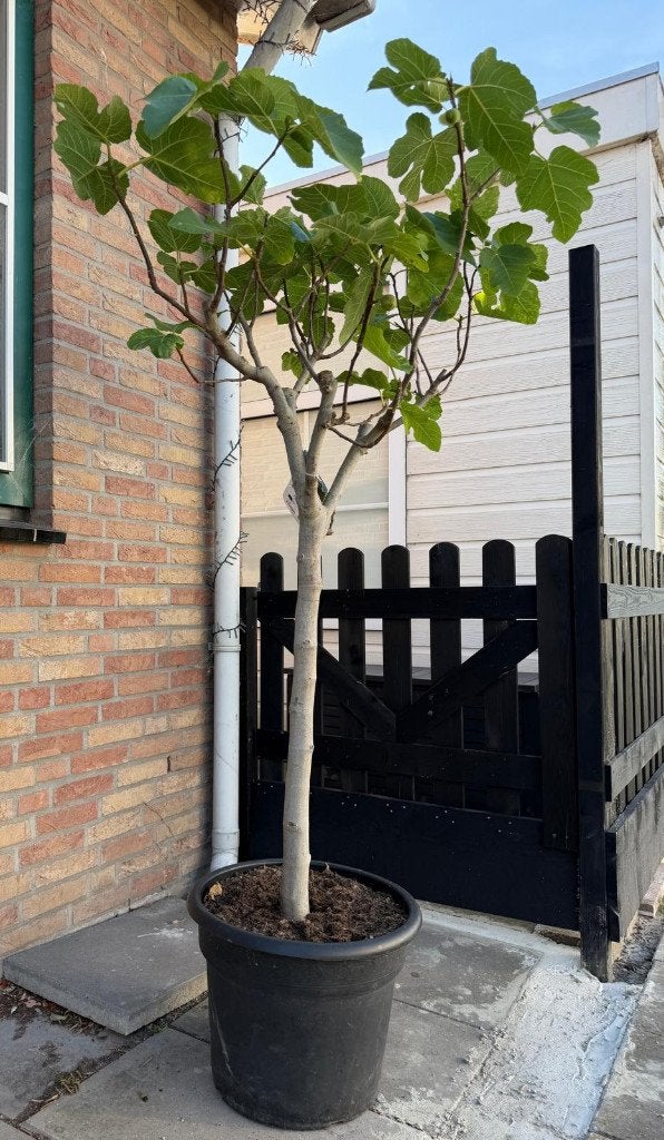 Vijgen boom Ficus Carica Vijg Super mooie Vijgenboom, Bloeit niet, Overige soorten, 100 tot 250 cm, Ophalen