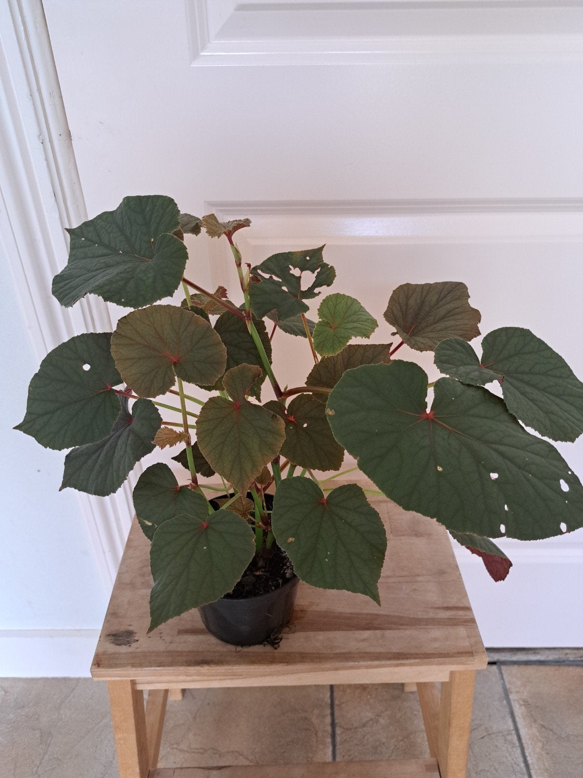 volle begonia, Ophalen, Halfschaduw, Minder dan 100 cm
