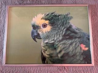 Ikea lijst Ribba zilvergrijs 50 x 70 geborsteld staal poster, Ophalen, 50 tot 75 cm, Metaal of Aluminium, Zo goed als nieuw