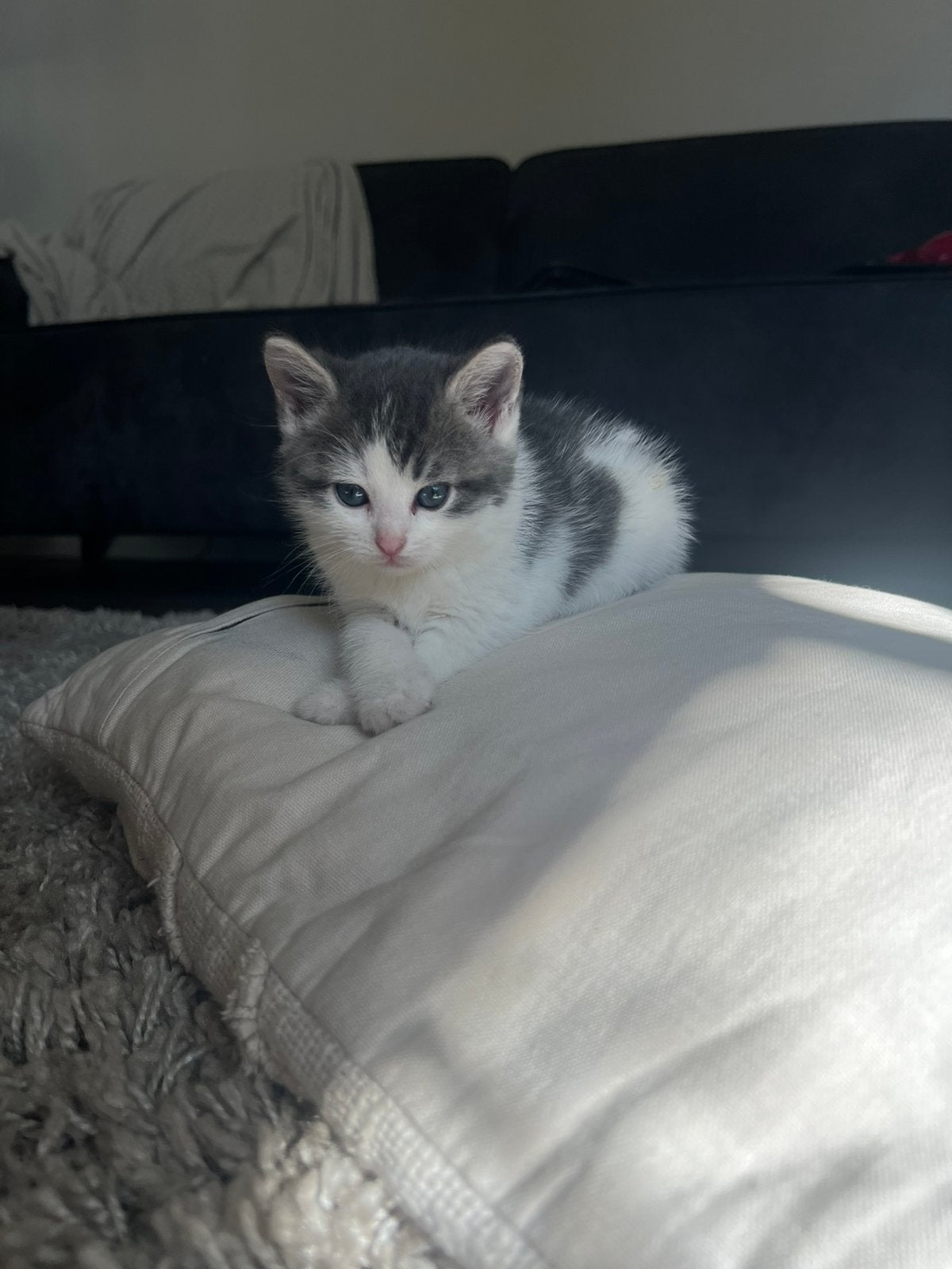 6 lieve (noorse boskat) kruizing kittens, Meerdere dieren, Ontwormd, 0 tot 2 jaar