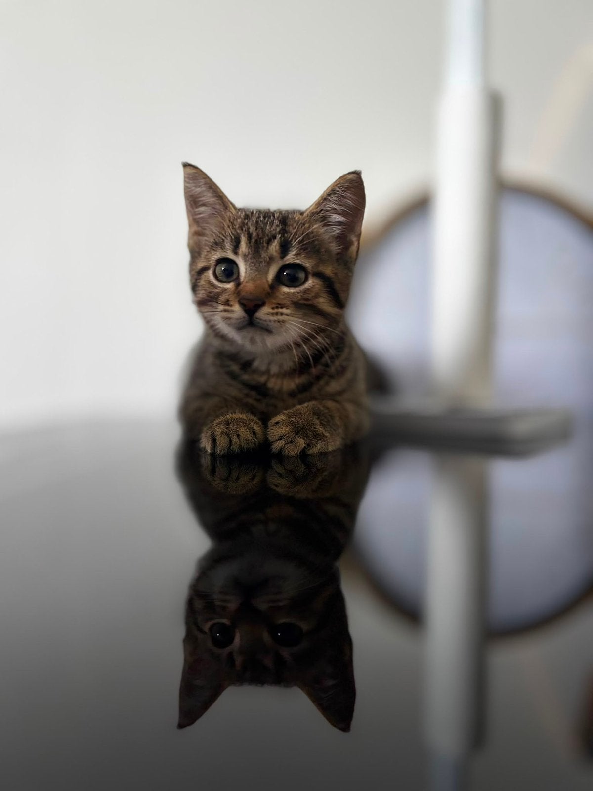 Brits korthaar Simbo, Kater, Kortharig, 0 tot 2 jaar