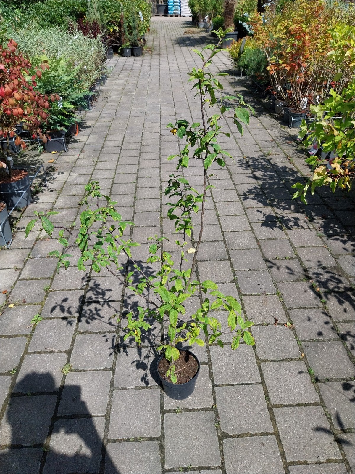 Mispel (Mespilus germanica) - Fruitboom voor uw tuin, Ophalen, Volle zon, Vaste plant, Fruitplanten