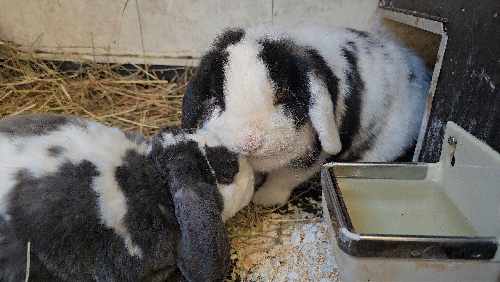 Super tam en verliefd geholpen koppel nhd+rex hangoordwerg, Dieren en Toebehoren, Konijnen, Meerdere dieren, Dwerg, Hangoor, 3 tot 5 jaar