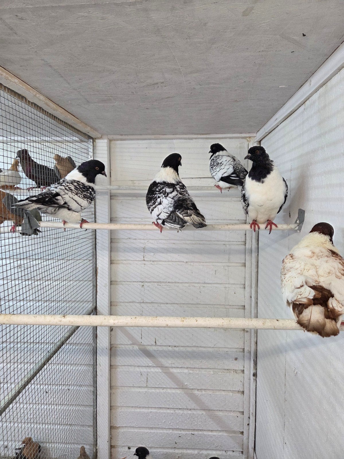 moravische strassers, Meerdere dieren, Overige soorten