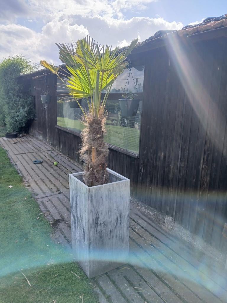 Robuuste plantenbak met palmboom, Ophalen, Overige materialen, Gebruikt, Minder dan 60 cm
