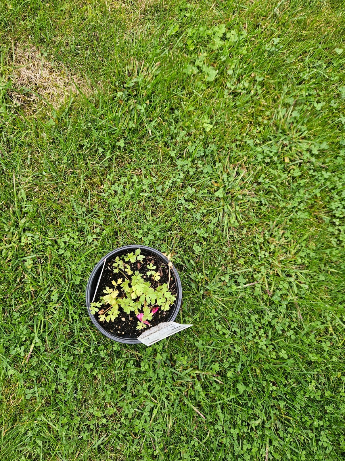 Biologische maggiplant, Tuin en Terras, Planten | Tuinplanten, Ophalen of Verzenden, Halfschaduw, Zomer, Groenteplanten