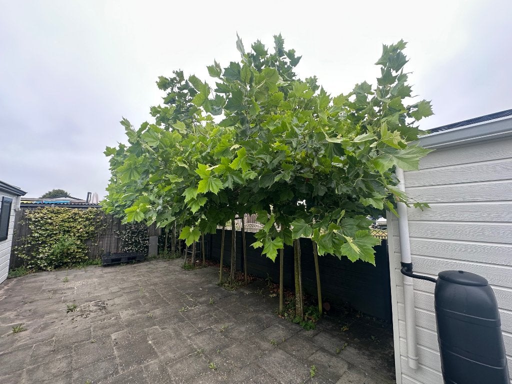 3 dakplatanen (Platanus acerifolia), Bloeit niet, Dakboom, 250 tot 400 cm, Ophalen