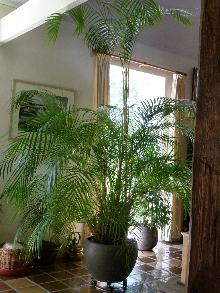 Grote Areca Palm in Hydrocultuur - Prachtige Kamerplant, Ophalen, 200 cm of meer, Palm, Halfschaduw