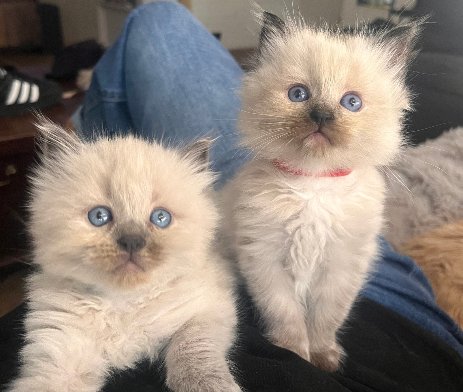 5 prachtige ragcoon kittens ragdoll x maine coon, Meerdere dieren, Gechipt, 0 tot 2 jaar