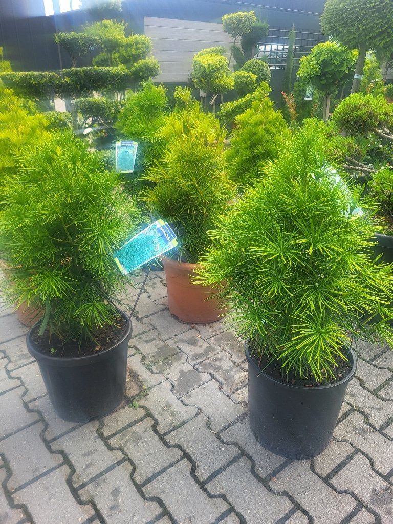Sciadopitys vertillata, Tuin en Terras, Planten | Bomen, Overige soorten, Minder dan 100 cm, Zomer, Ophalen