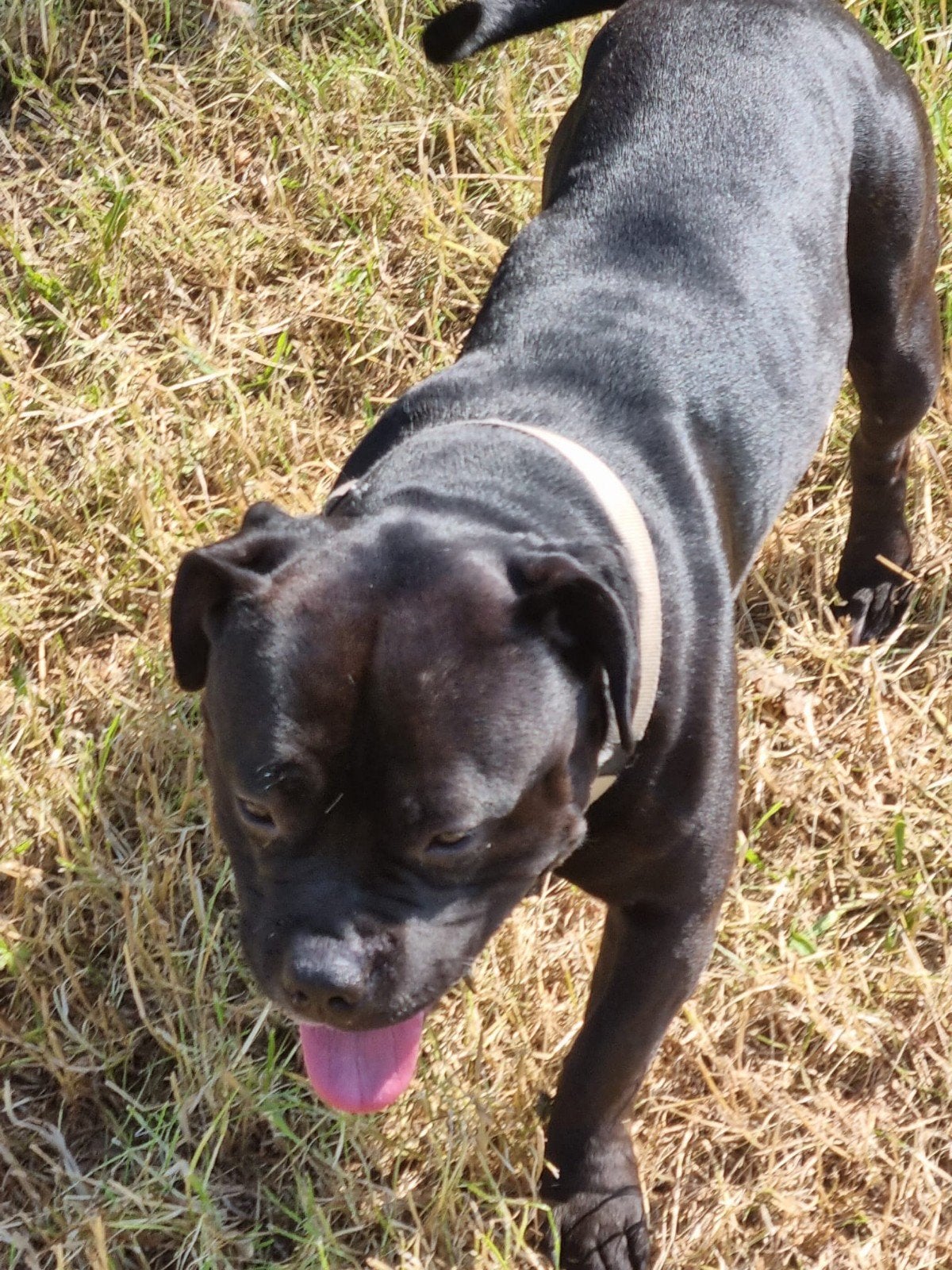 Bully reu 1,5 jaar, Reu, 1 tot 2 jaar, Parvo, Eén hond