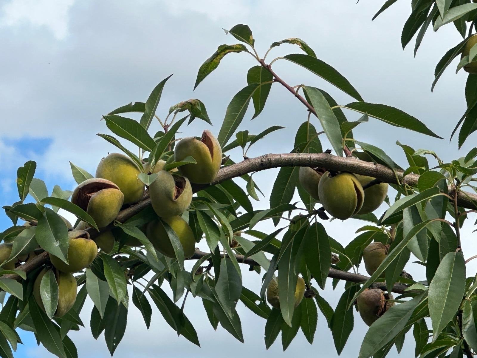 Amandelboom - Prunus dulcis, Ophalen, Lente, Overige soorten, Volle zon