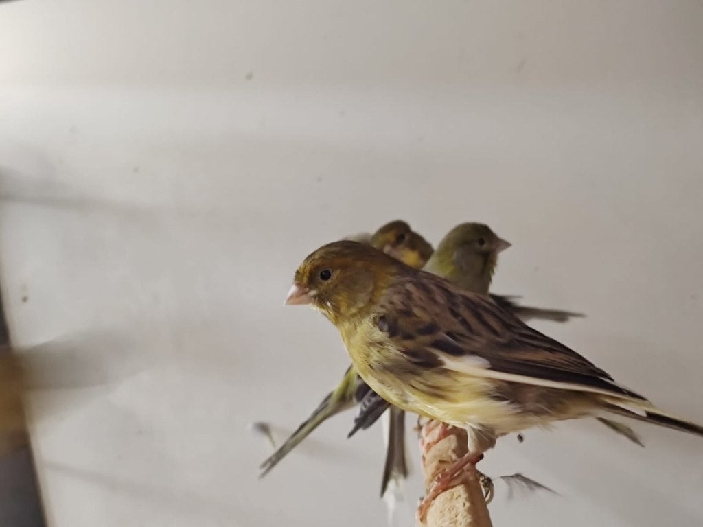 Mooie kanaries | Mannen en poppen, veel keuze!, Dieren en Toebehoren, Vogels | Kanaries, Meerdere dieren, Kleurkanarie