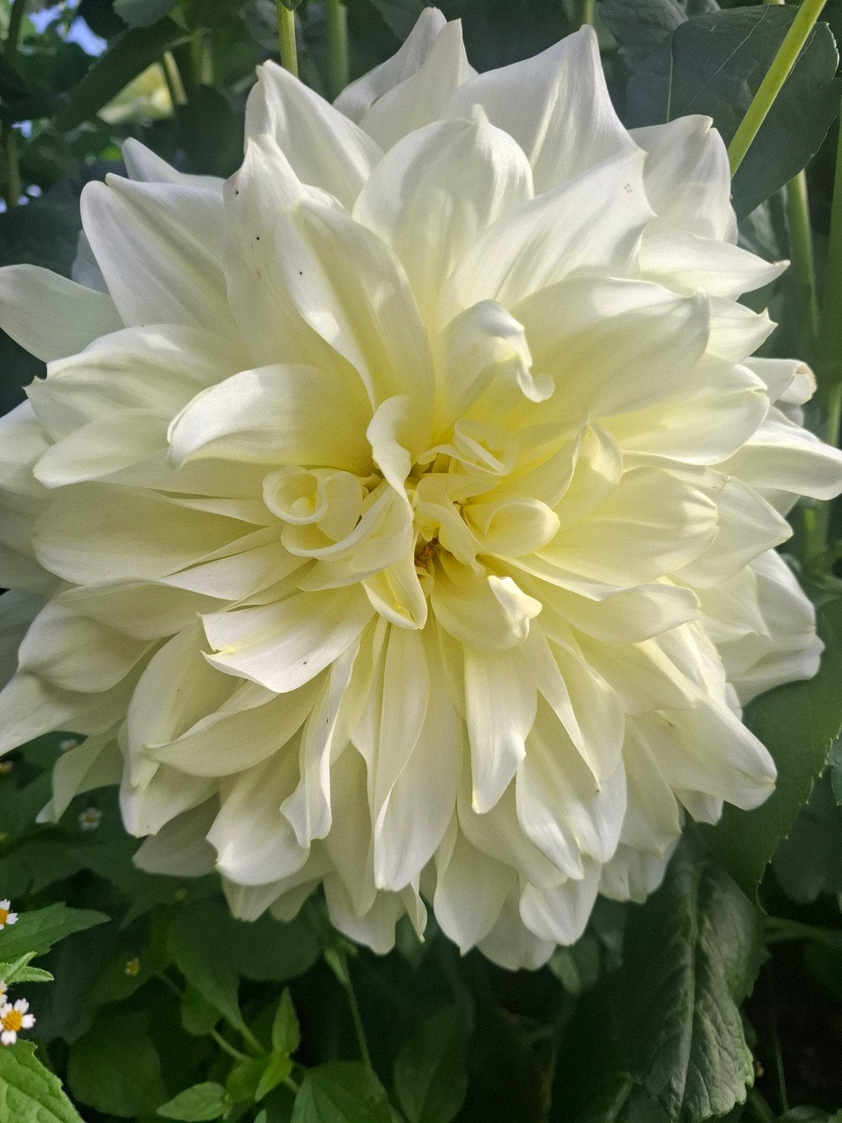 Dahlia Icebreaker knollen, Tuin en Terras, Ophalen of Verzenden, Volle zon, Knol