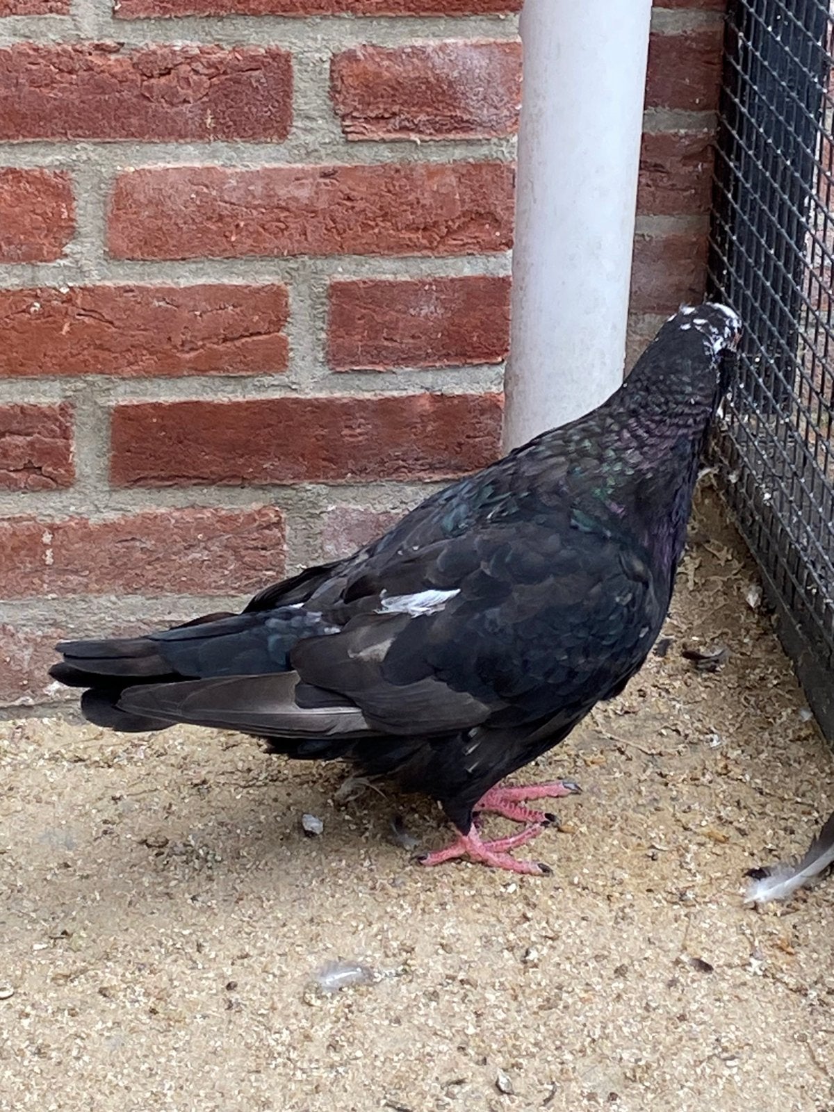 Reuzenduif X Romein, Dieren en Toebehoren, Vogels | Duiven, Geslacht onbekend, Postduif