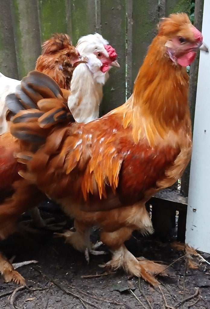 Haan 4 maand oud, kruising kuifhoen X new Hampshire  gratis, Mannelijk, Kip