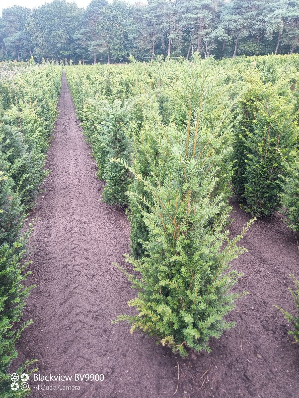 taxus baccata venijnboom haag planten 40 tot 160cm struiken, Tuin en Terras, Ophalen of Verzenden, Taxus, Struik, Minder dan 100 cm