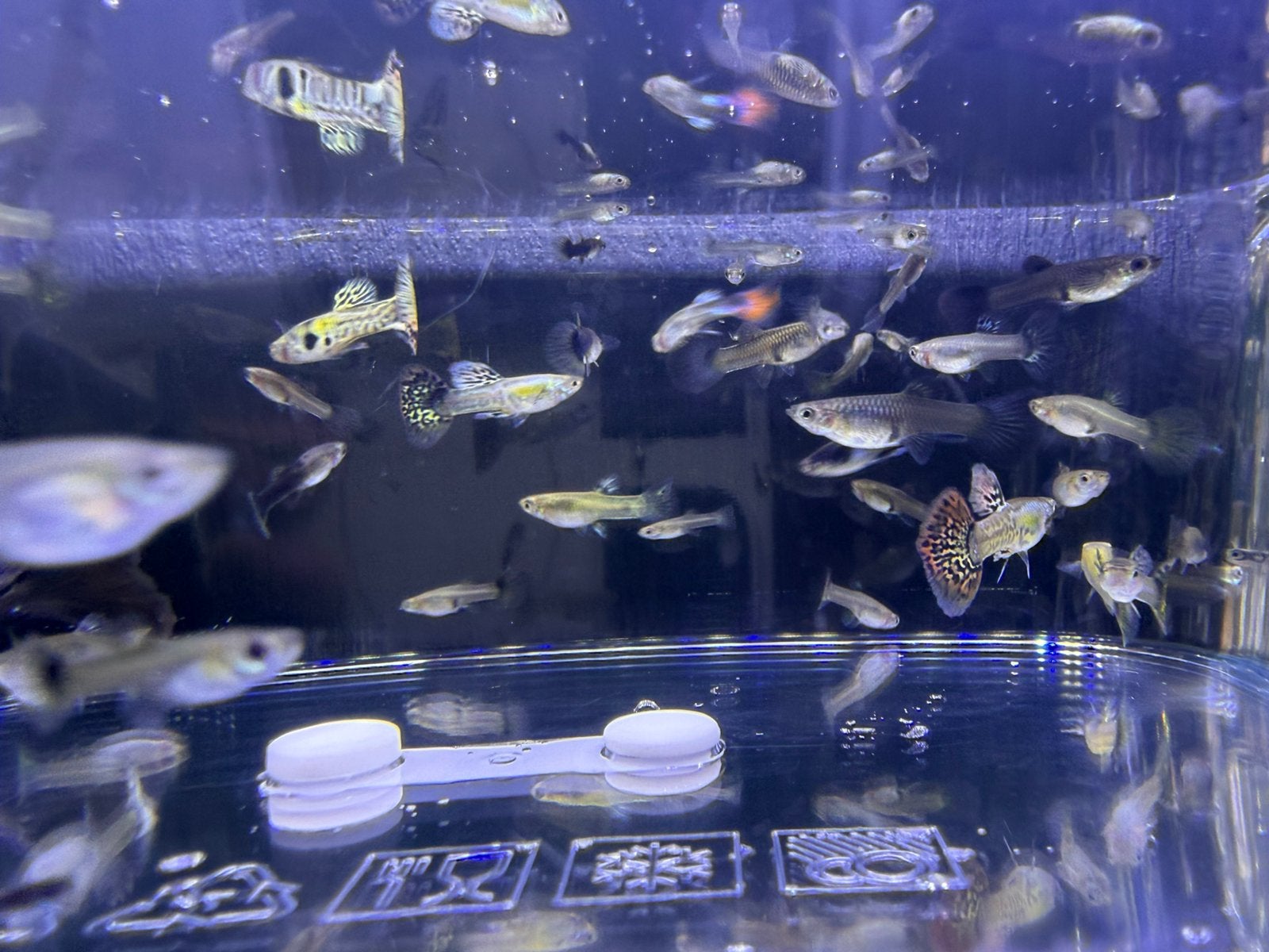 Unieke guppy mix uit diverse lijnen, Dieren en Toebehoren, Vis