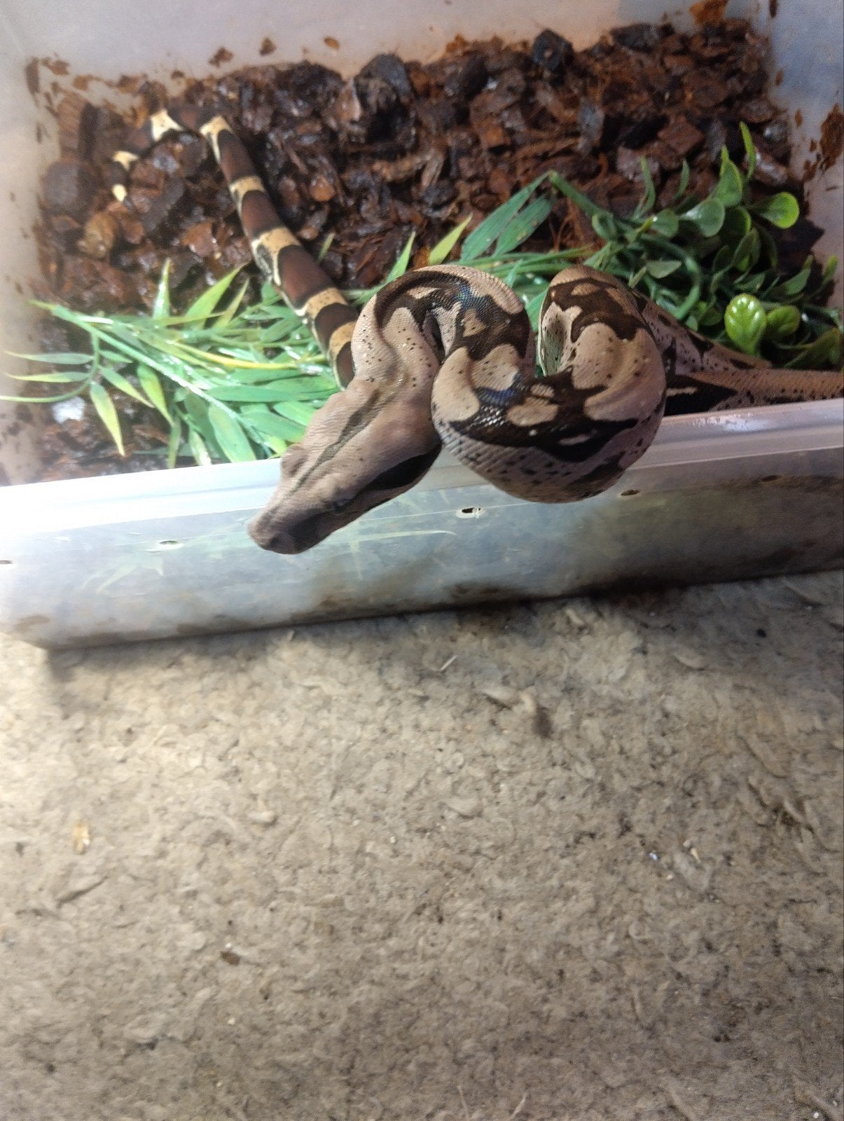 Boa constrictor Surinaamse roodstaart te koop Boa Constrictor - female for sale from Ed