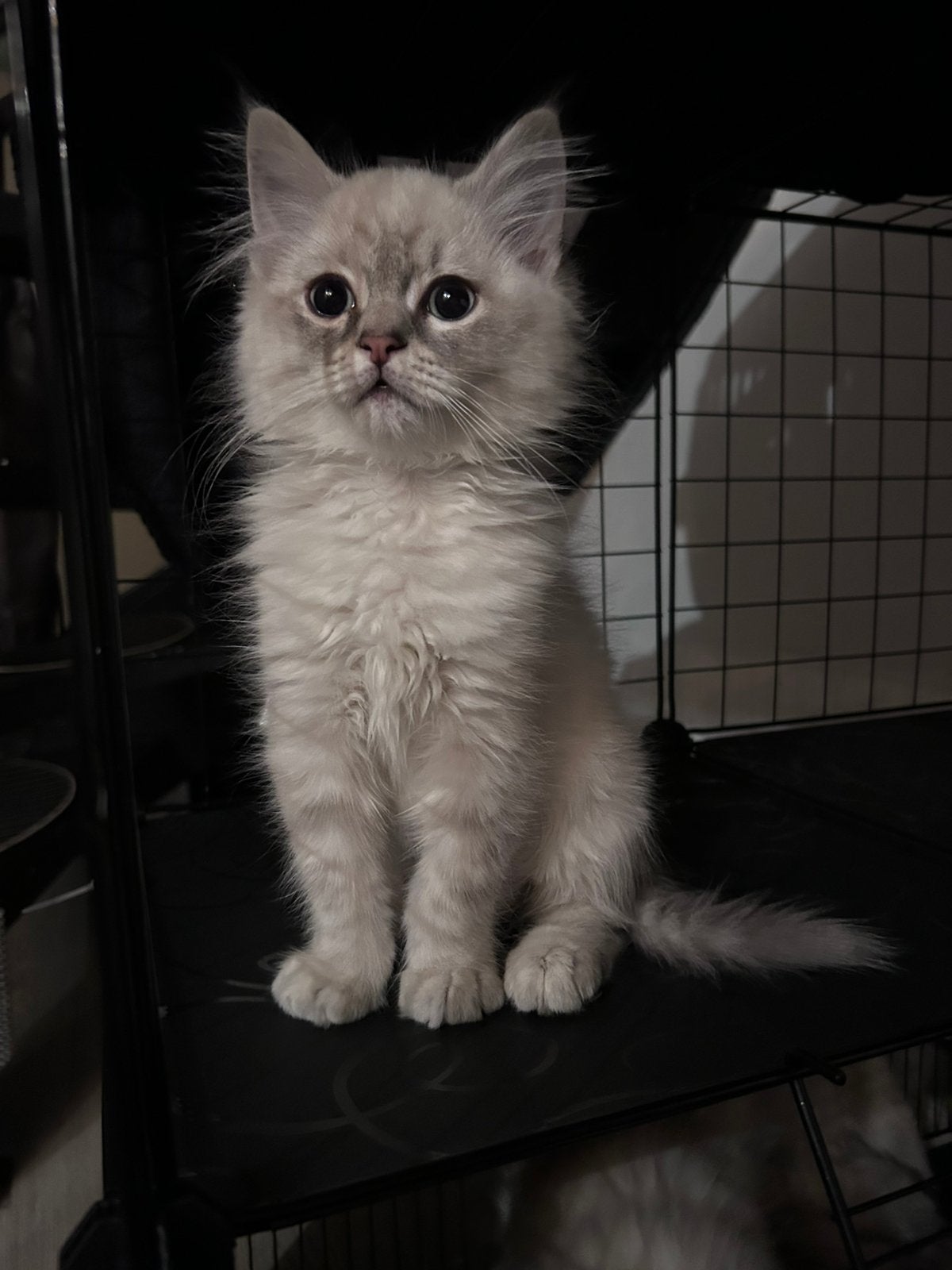 Britse langhaar kittens, Meerdere dieren, Gechipt, 0 tot 2 jaar