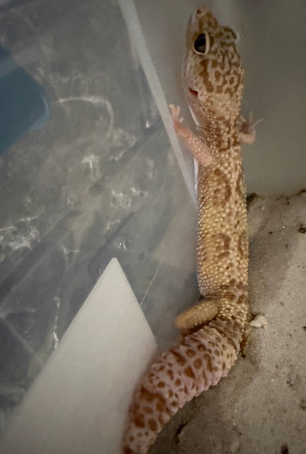 Luipaard Gekko super raptor 3x vrouw, Dieren en Toebehoren, Hagedis, 0 tot 2 jaar