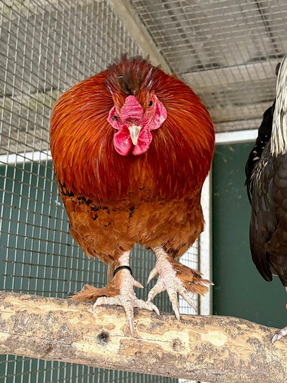 Boris, leuke haan, Dieren en Toebehoren, Mannelijk, Kip