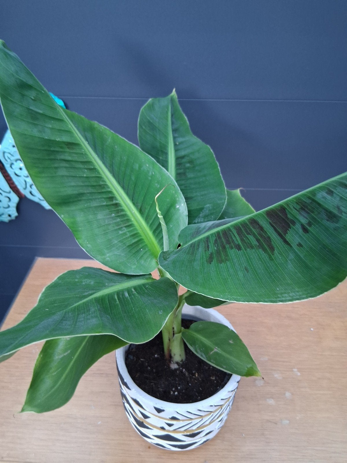 Musa acuminata met nieuwe potgrond, Ophalen, Fruitplant, In pot, Minder dan 100 cm