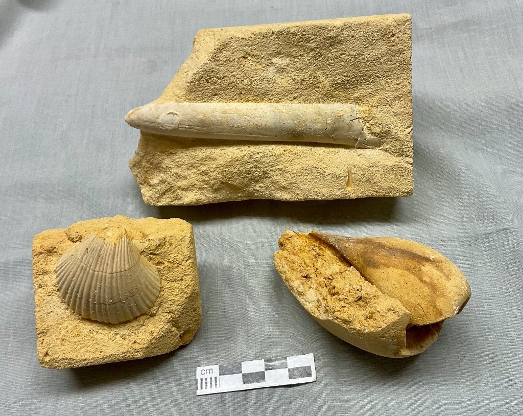 Limburgs Krijt, Neithea, Voluta, Belemniet, Ophalen of Verzenden, Fossiel