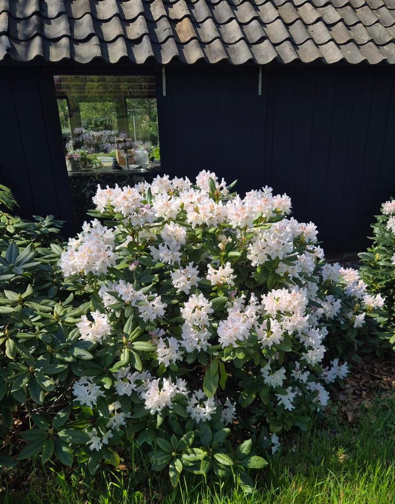 Rhododendron, Tuin en Terras, Ophalen of Verzenden, Rhododendron, Minder dan 100 cm