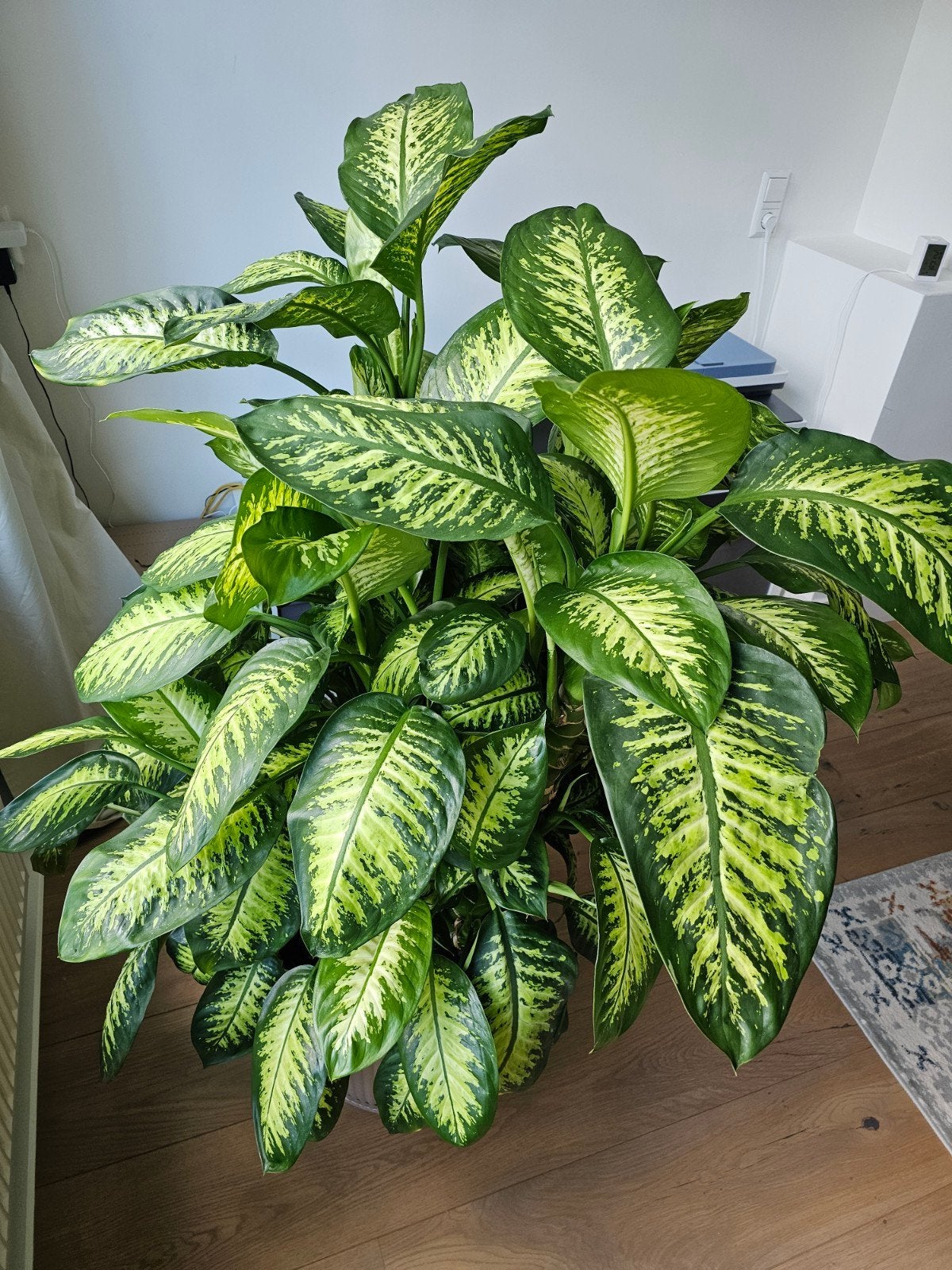 Grote Dieffenbachia plant, incl. pot, Huis en Inrichting, Kamerplanten, Ophalen, 100 tot 150 cm, Halfschaduw, In pot