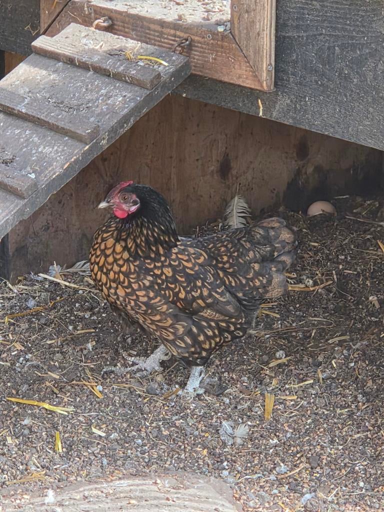 Gratis 4 hennen en 1 haan, Dieren en Toebehoren, Meerdere dieren, Kip