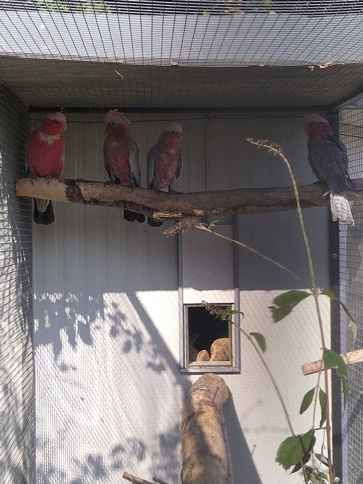 Rose kaketoe, Meerdere dieren, Papegaai, Geringd