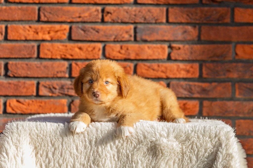 Super gesocialiseerde Australian Shepherd x Toller pups, Dieren en Toebehoren, Honden | Retrievers, Spaniëls en Waterhonden, Parvo