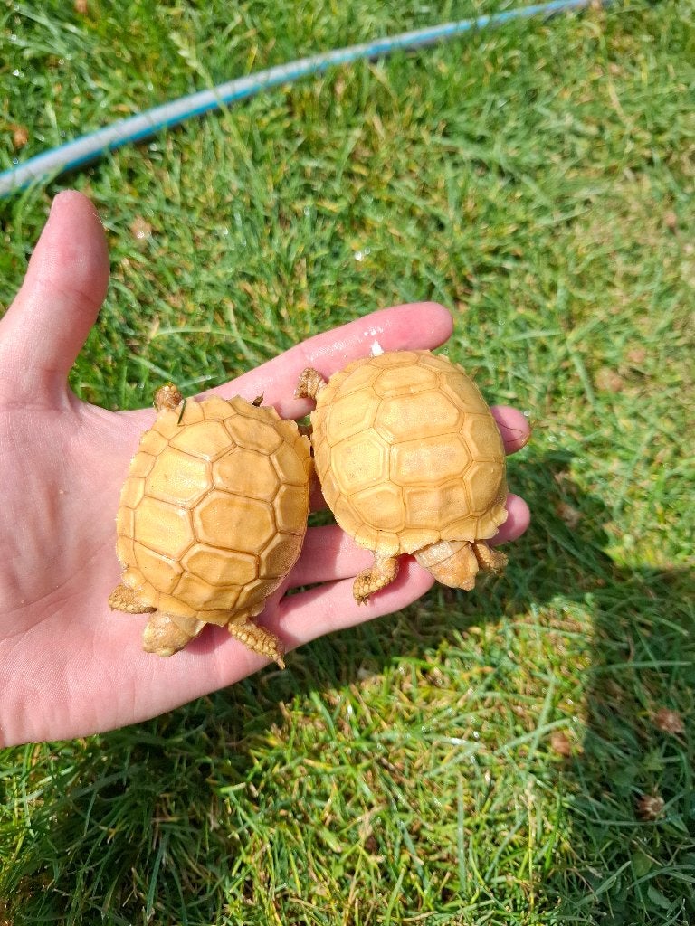 Sulcata ivory, Dieren en Toebehoren, 0 tot 2 jaar