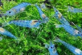 Blue Jelly Garnaal, Kreeft, Krab of Garnaal, Zoetwatervis, Schoolvis