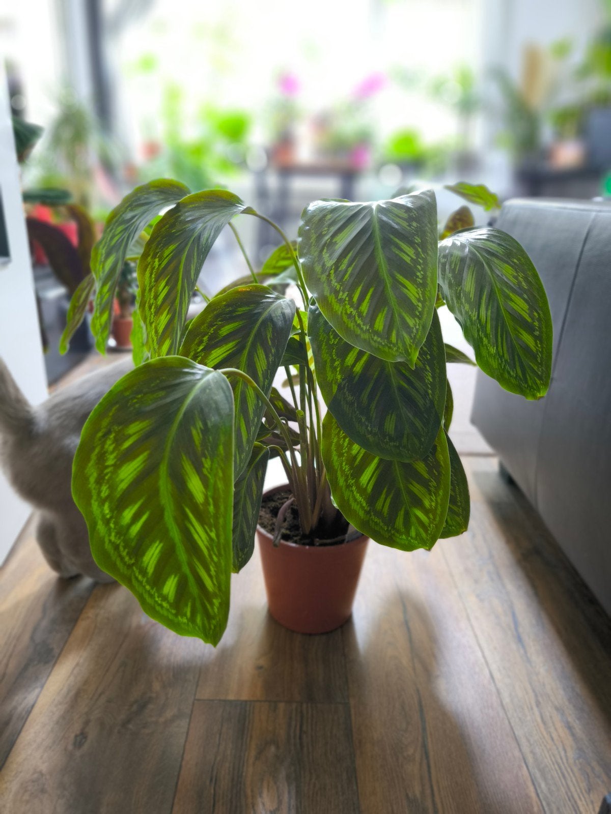 Calathea Makoyana - Prachtige Pauwenplant, Ophalen, Overige soorten, Halfschaduw, In pot