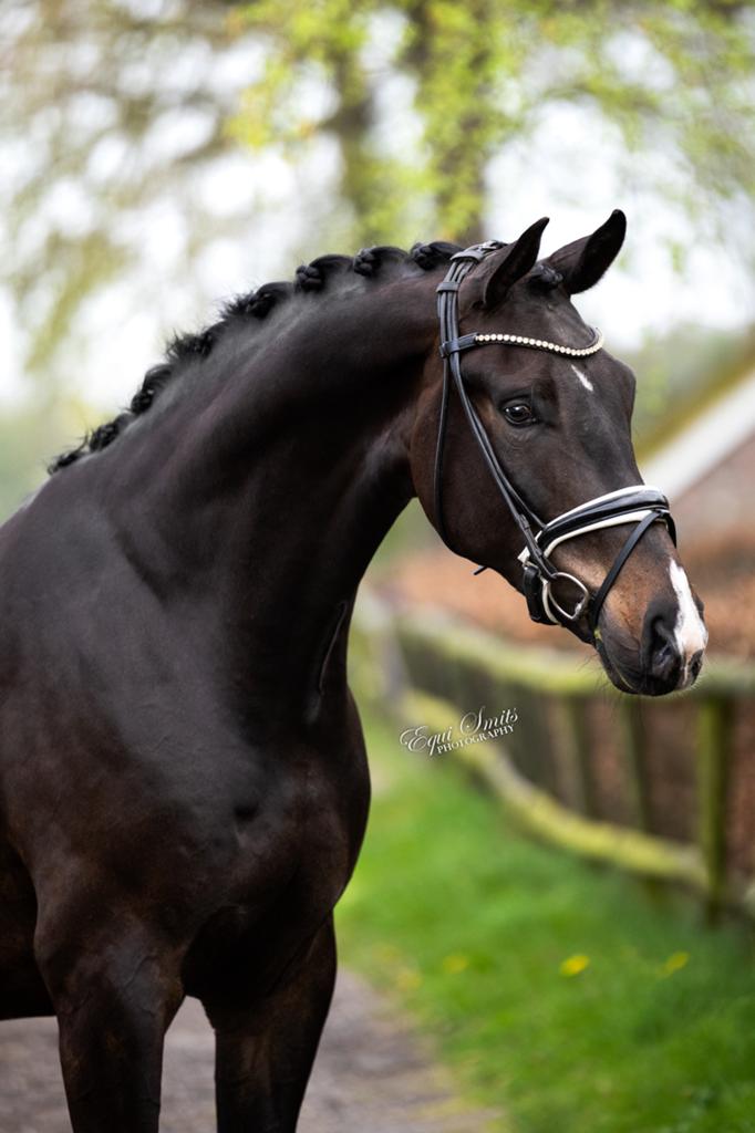Knappe ..5-jarige Zwarte Ruin Fontaine TN x Everdale, Dieren en Toebehoren, Paarden, Met stamboom, Ruin, Dressuurpaard, Zadelmak